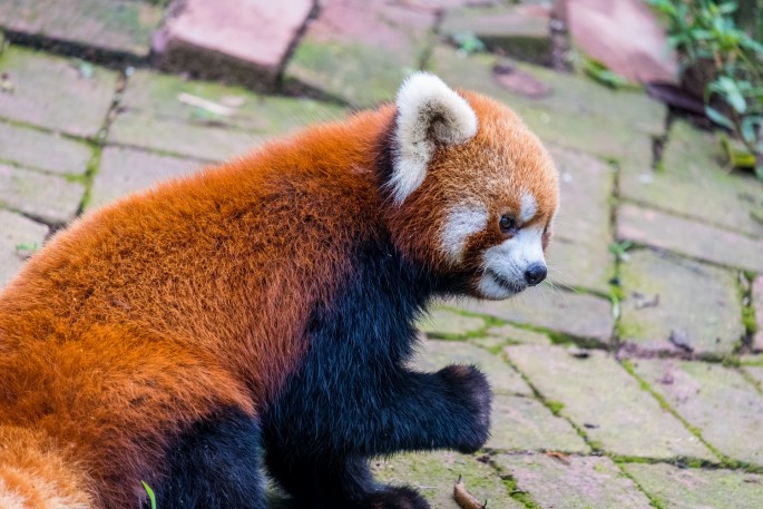 čínský deník blog fotografky foto ivet k iveta krausova panda base chengdu giant buddha leshan china