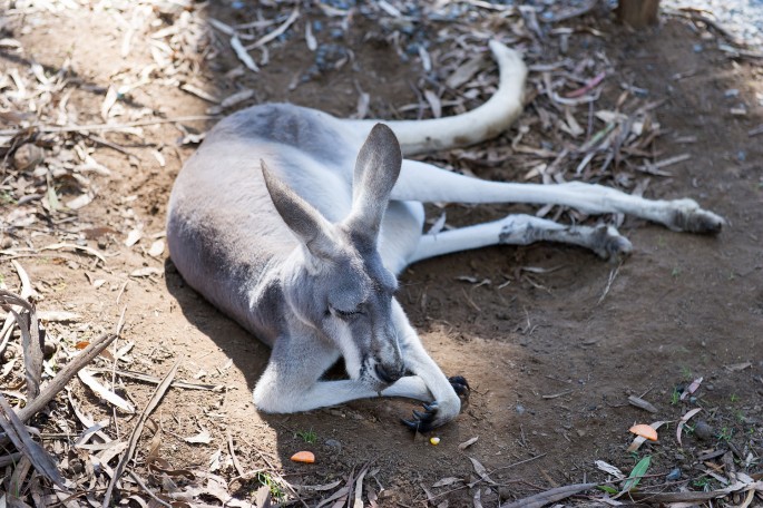 Healesville Sanctuary Austrálie klokan