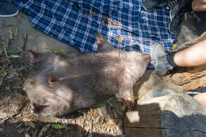 Healesville Sanctuary Austrálie wombat