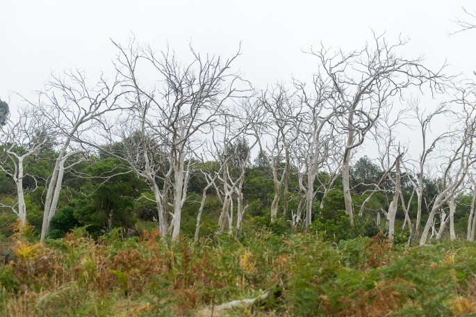 Otway national park australie 