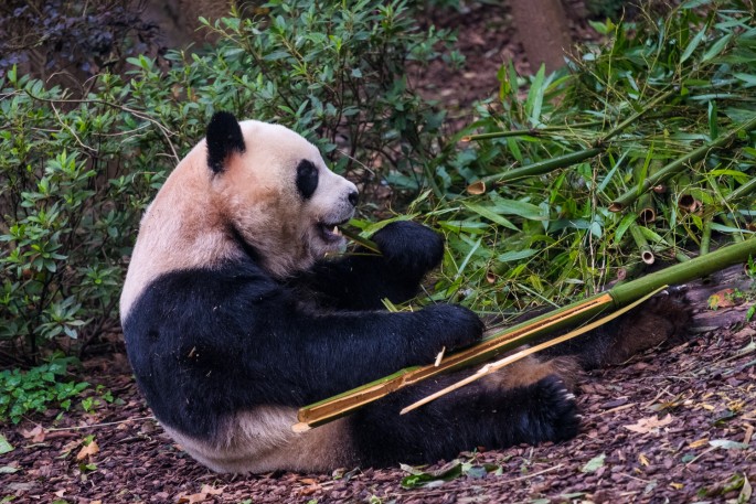 čínský deník blog fotografky foto ivet k iveta krausova panda base chengdu giant buddha leshan china