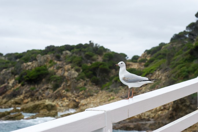 tathra australie racek