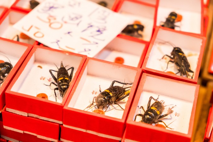 čínský deník blog fotografky foto ivet k iveta krausova hmyzí zvířecí trh Lanling