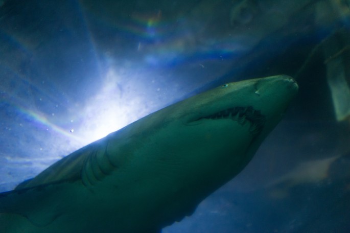 Manly Sydney Sealife aquarium