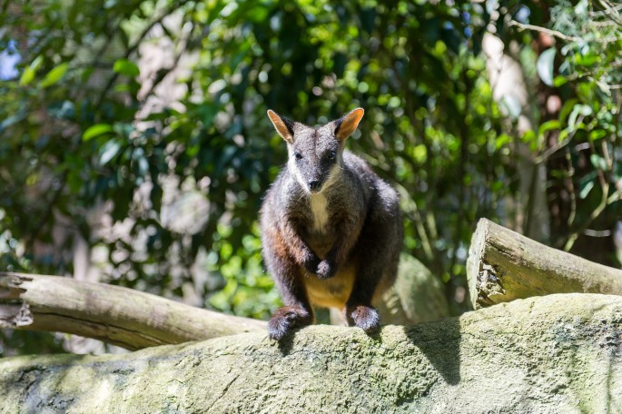 Taroonga zoo Sydney klokan