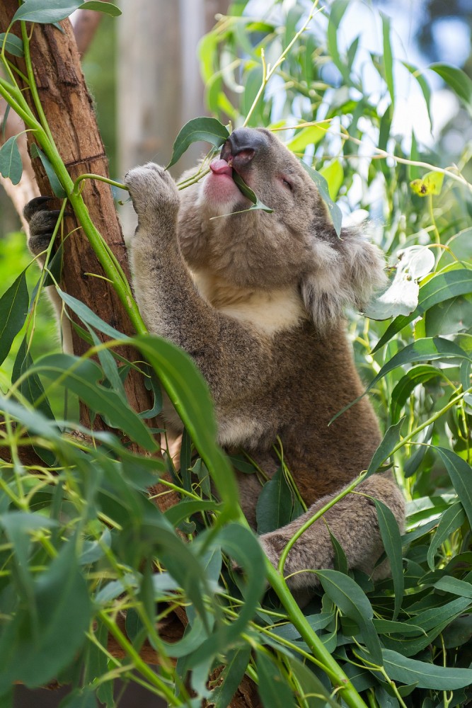 Healesville Sanctuary Austrálie koala