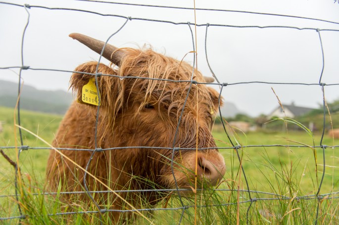 blog o cestování do Skotska - z Ullapool na Orkney