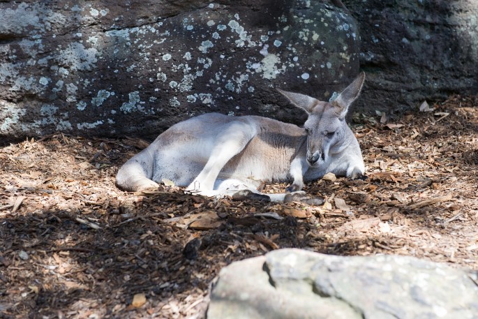 Taroonga zoo Sydney klokan