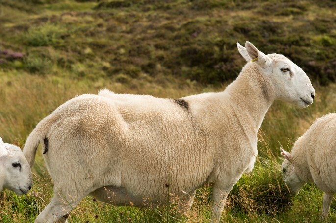 blog o cestování do Skotska - ostrov Skye