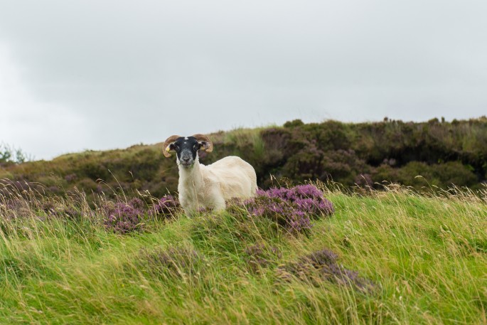 blog o cestování do Skotska - ostrov Skye