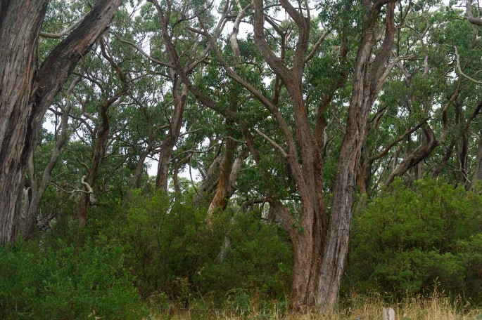 Otway national park australie 