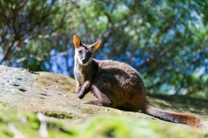 Taroonga zoo Sydney klokan