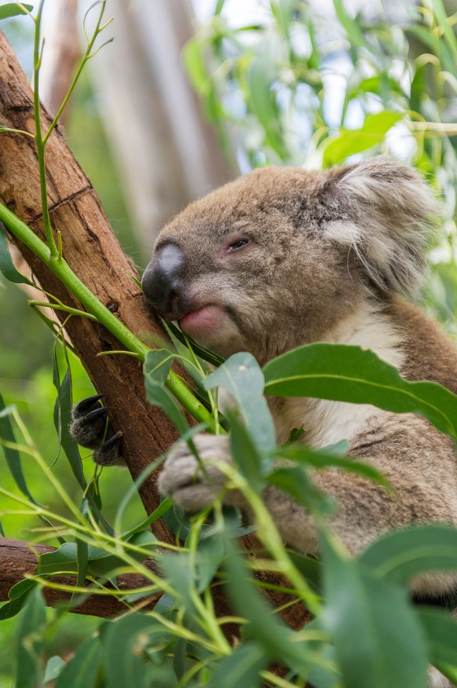 Healesville Sanctuary Austrálie koala