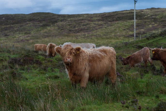 blog o cestování do Skotska - ostrov Skye a Skyeskyns