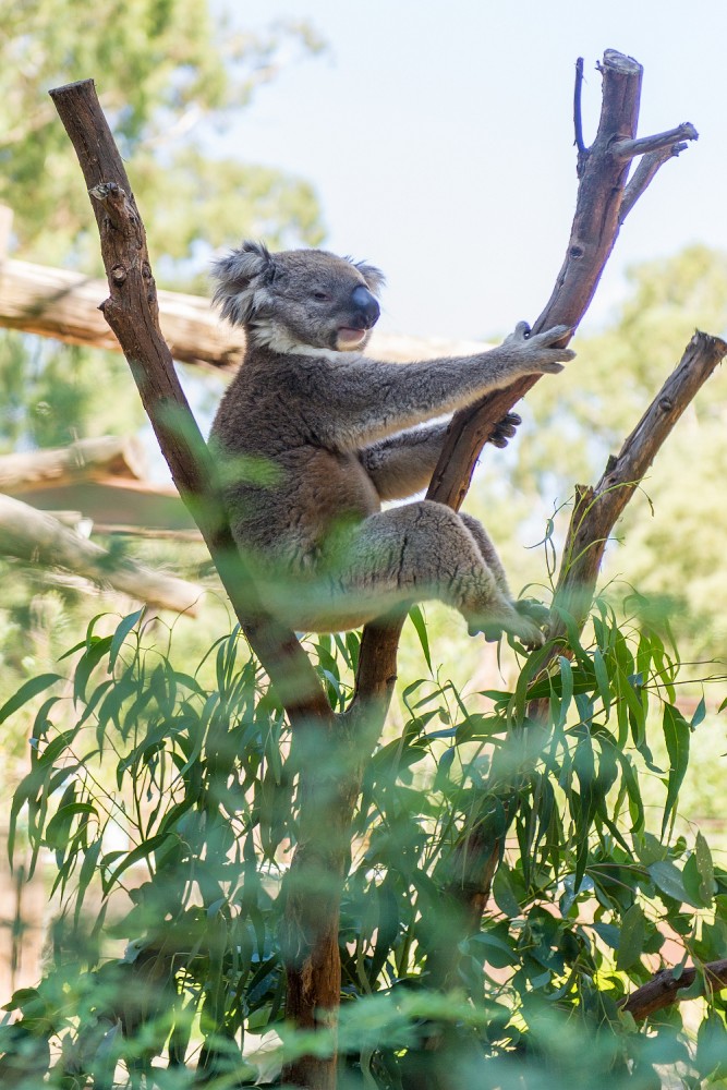 Healesville Sanctuary Austrálie koala