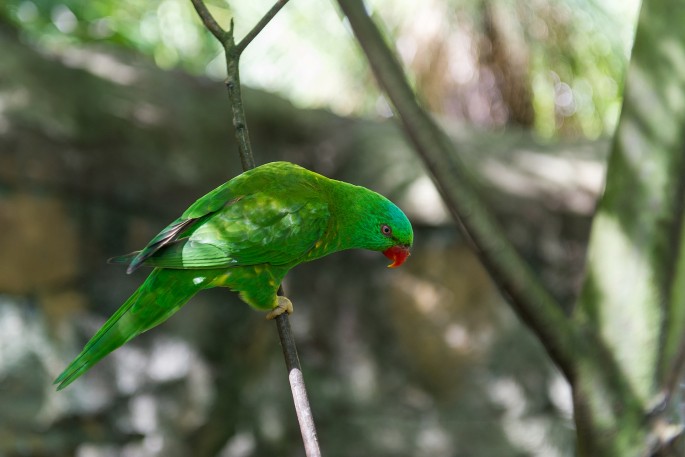 Taroonga zoo Sydney