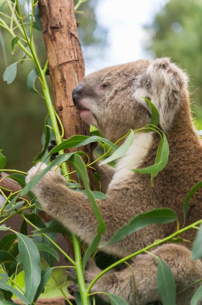 Healesville Sanctuary Austrálie koala