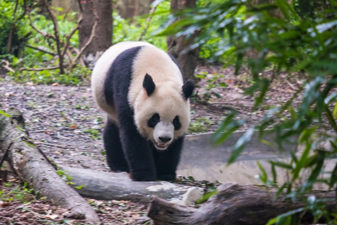 čínský deník blog fotografky foto ivet k iveta krausova panda base chengdu giant buddha leshan china