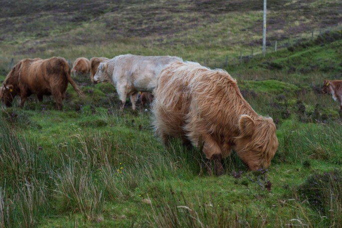 blog o cestování do Skotska - ostrov Skye a Skyeskyns