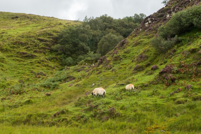 blog o cestování do Skotska - ostrov Skye a Skyeskyns