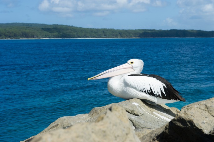 jervis bay Australie pelikán