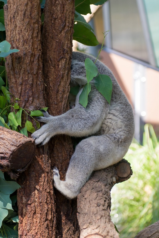 Taroonga zoo Sydney