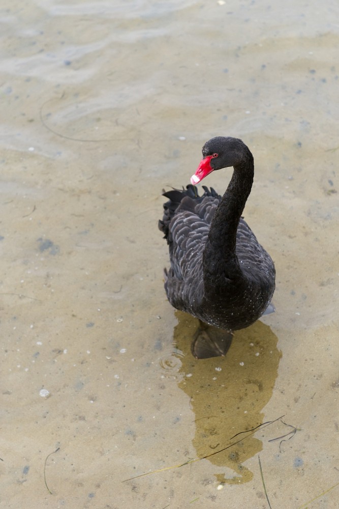 gippsland lakes černá labut