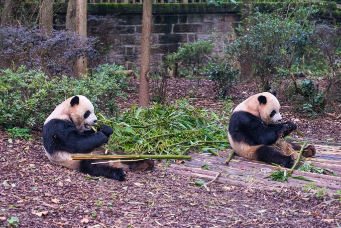 čínský deník blog fotografky foto ivet k iveta krausova panda base chengdu giant buddha leshan china