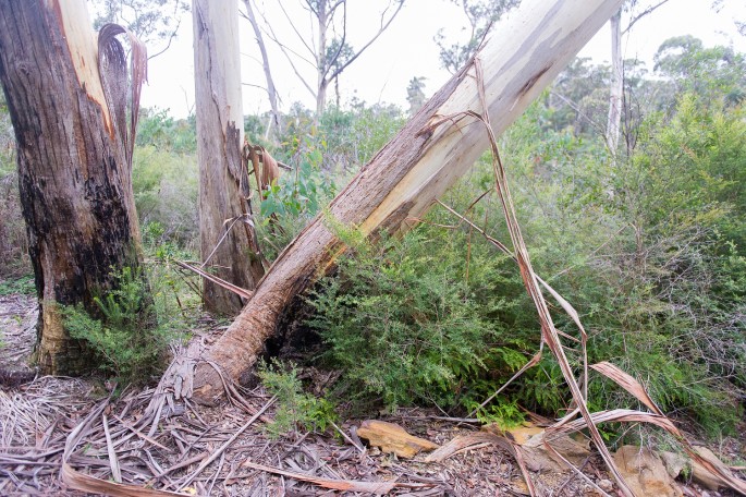 gum tree