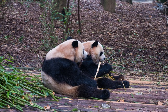 čínský deník blog fotografky foto ivet k iveta krausova panda base chengdu giant buddha leshan china