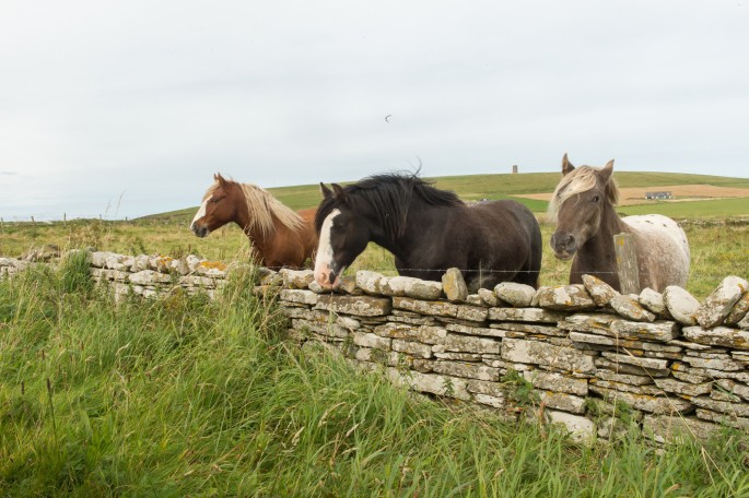 blog o cestování do Skotska - Orkney