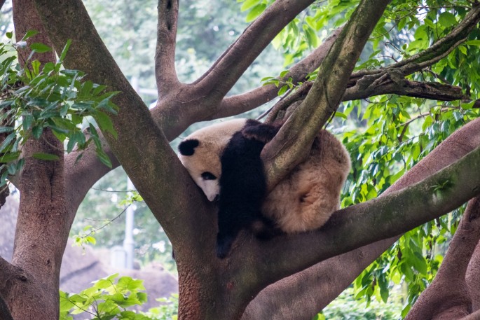 čínský deník blog fotografky foto ivet k iveta krausova panda base chengdu giant buddha leshan china