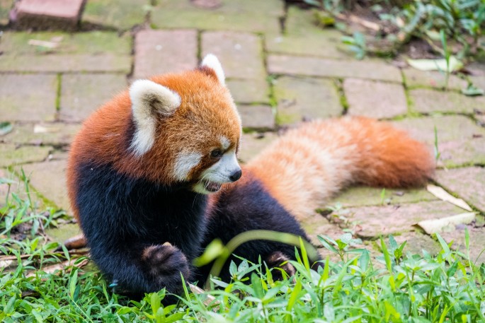 čínský deník blog fotografky foto ivet k iveta krausova panda base chengdu giant buddha leshan china