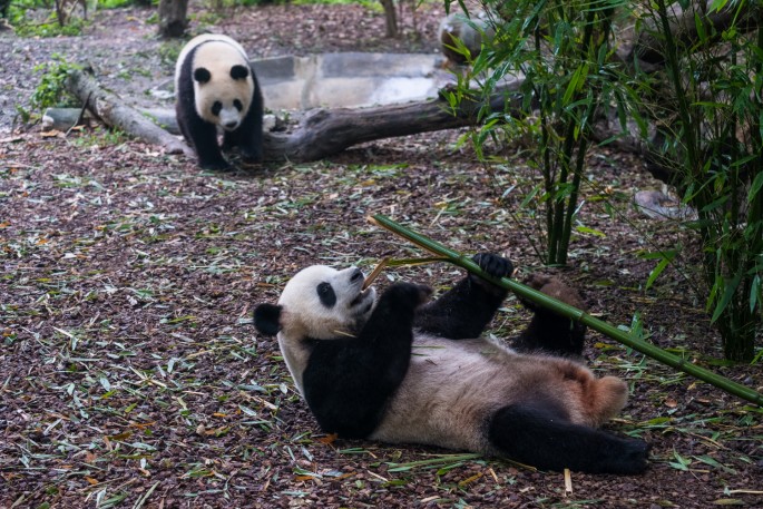 čínský deník blog fotografky foto ivet k iveta krausova panda base chengdu giant buddha leshan china