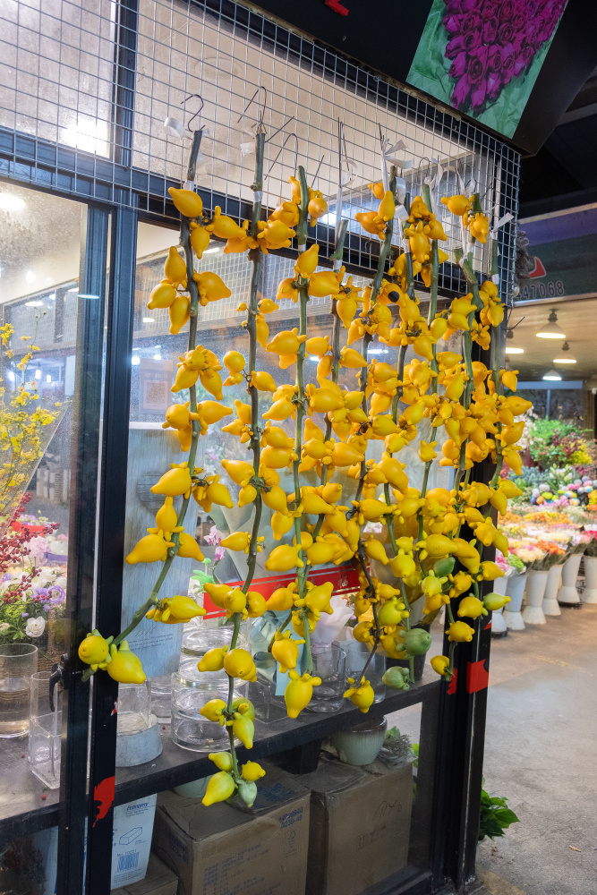 čínský deník blog fotografky foto ivet k iveta krausova flower market